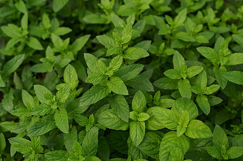 Peppermint