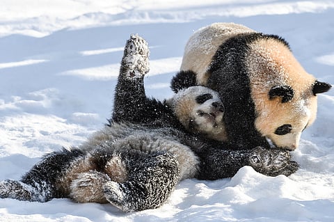 The Panda Diplomacy