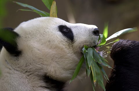 Pandas in the USA
