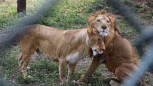 PTI : Lion pair naming row. (File photo-Representational image) |