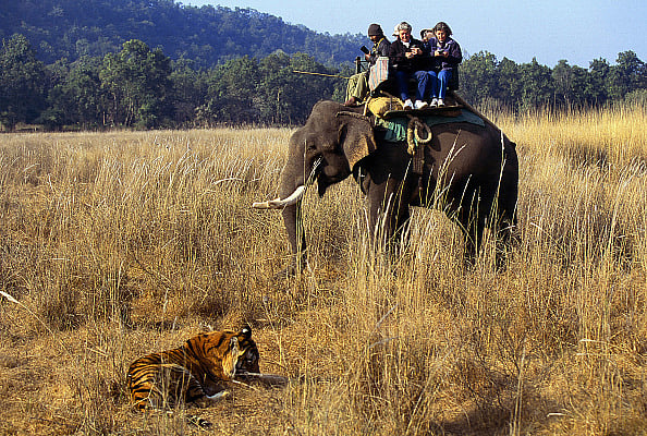 Jim Corbett National Park | - Getty Images