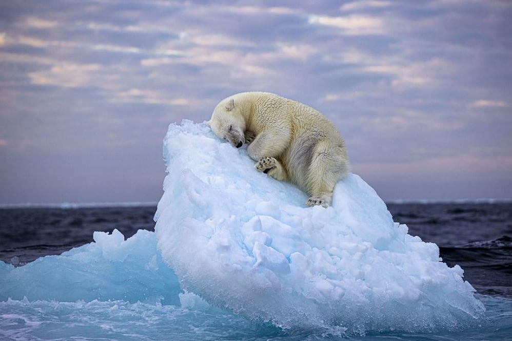 Nima Sarikhani/Wildlife Photographer of the Year : Wildlife Photographer of the Year People's Choice Award 2023