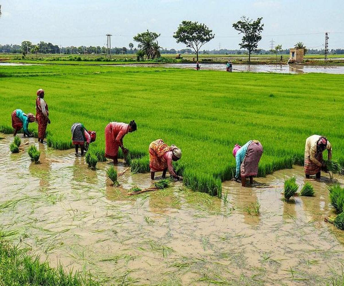 PTI : Farmers working in fields in Tamil Nadu.