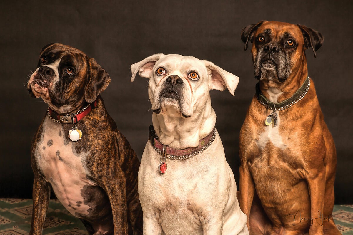 Pexels : Dog's Understanding Of Language