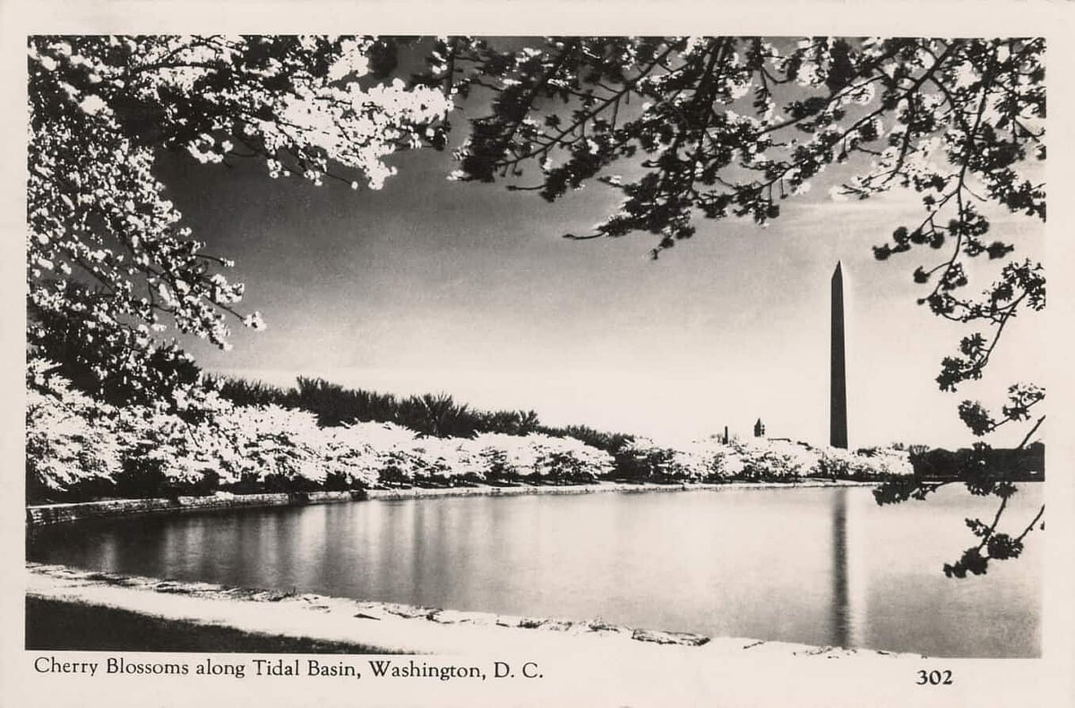 Cherry Blossoms Vintage Postcard