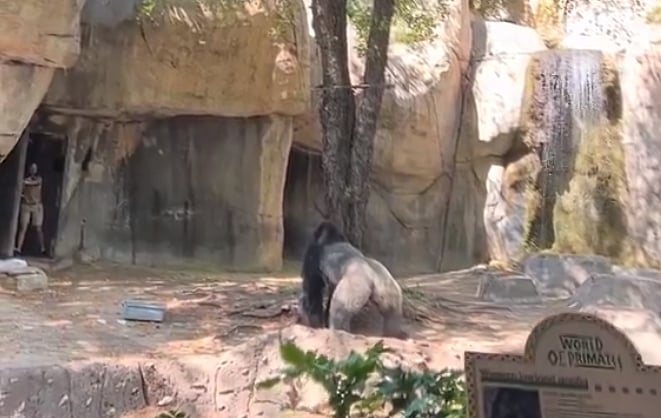 Zookeepers found themselves in the enclosure with a massive silverback gorilla.  - null