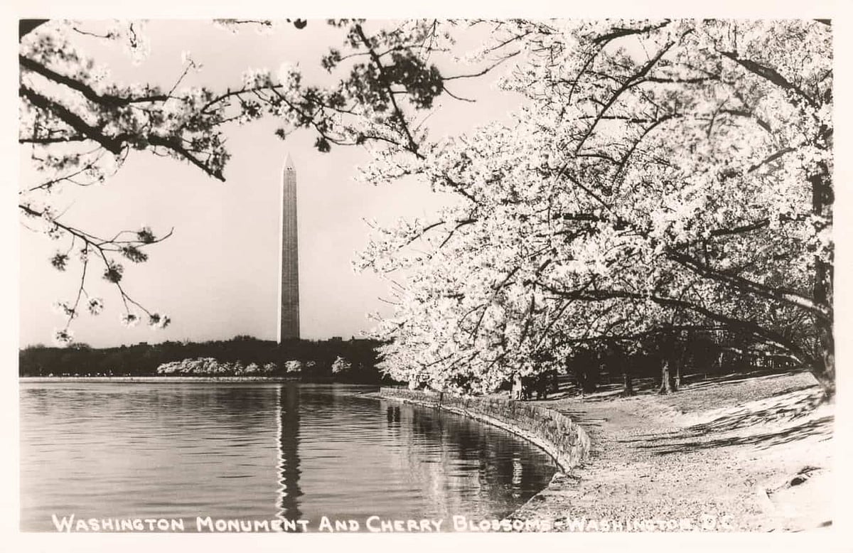 Cherry Blossoms Vintage Postcard