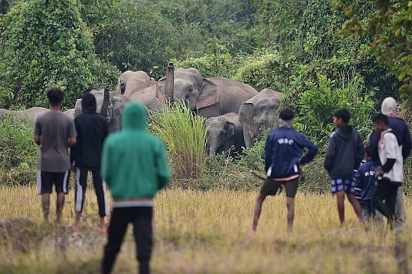 Locals are watching a herd of elephants gathering. 
(Representative Image)   - (Photo by Anuwar Hazarika via Getty Images)