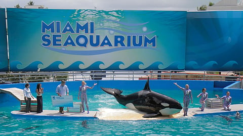 Lolita the killer whale performing its 40th anniversary performance at Miami Seaquarium. 