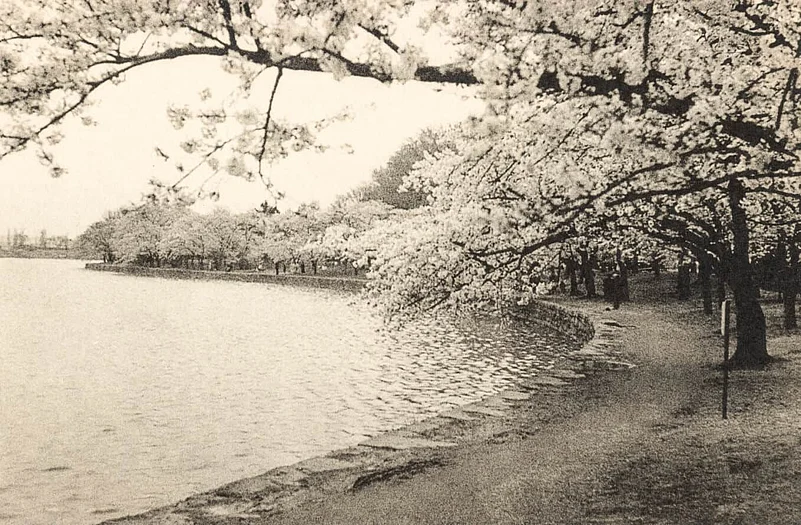 Cherry Blossoms Vintage Postcard