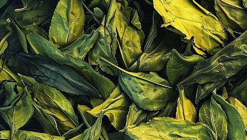 Red Maeng Da Kratom