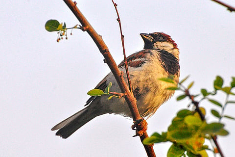 World Sparrow Day