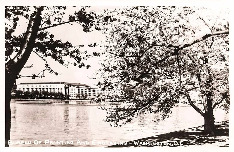 Cherry Blossoms Vintage Postcard