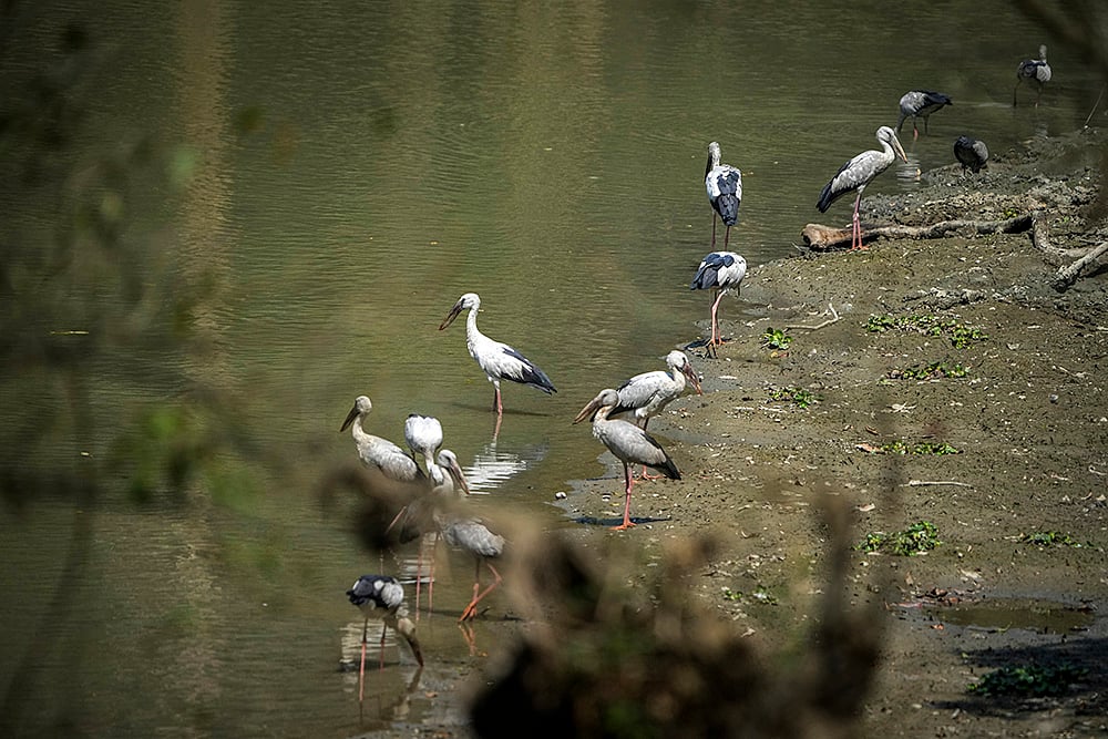 Pobitora Wildlife Sanctuary