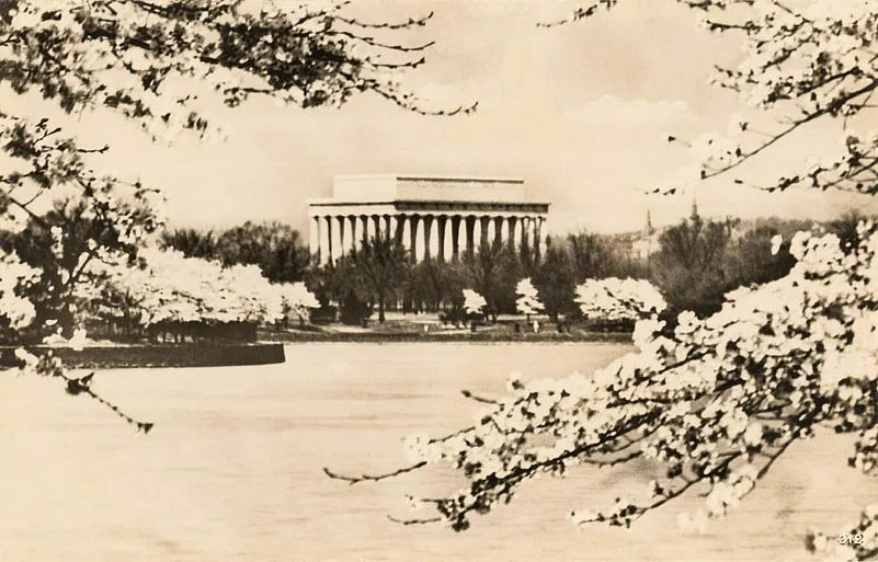 Cherry Blossoms Vintage Postcard