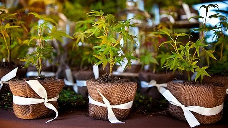Representative image - Pinterest