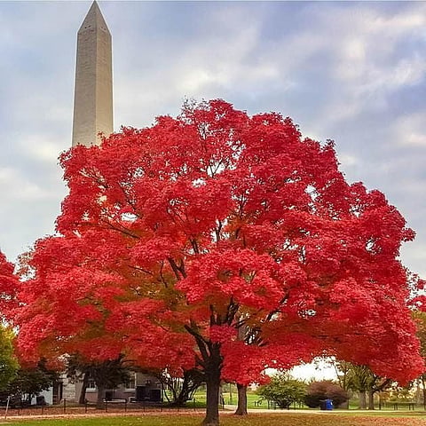 Red Maple Tree