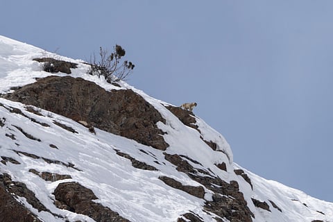 Snow leopard spotted in Lahaul Spiti