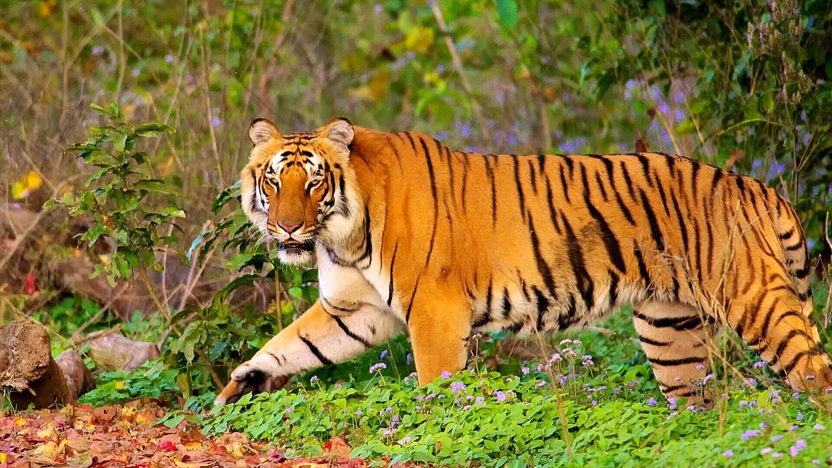 corbettnationalpark.com : Representational Image