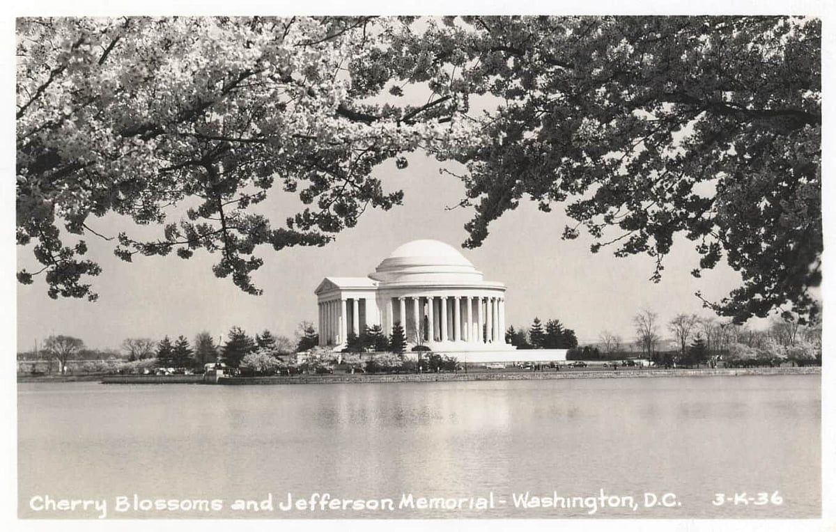 Cherry Blossoms Vintage Postcard