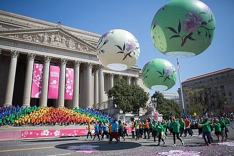 National Cherry Blossom Festival
