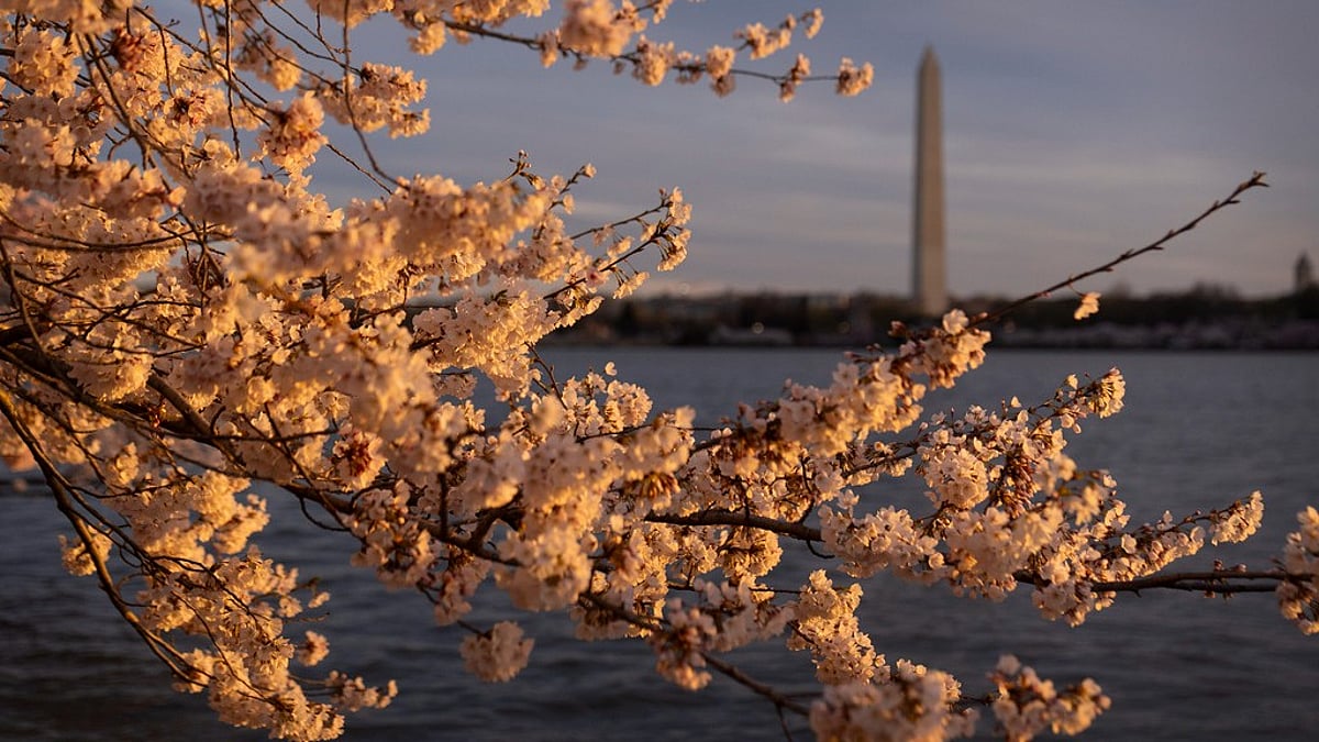 National Cherry Blossoms Festival: Here Are Some Washington DC Cherry Blossoms Vintage Postcards