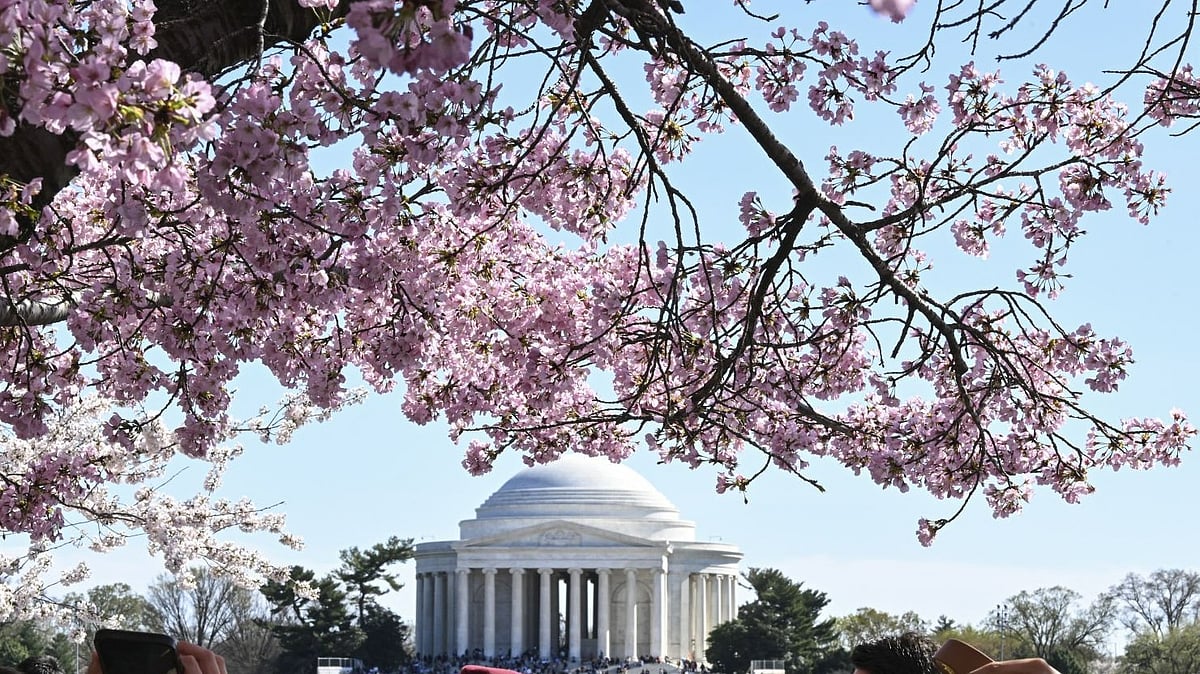 Getty images : Cherry Blossoms, Washington DC