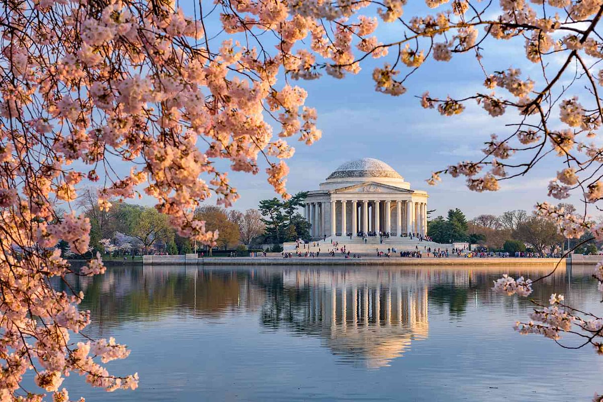 Cherry Blossom Festival - null