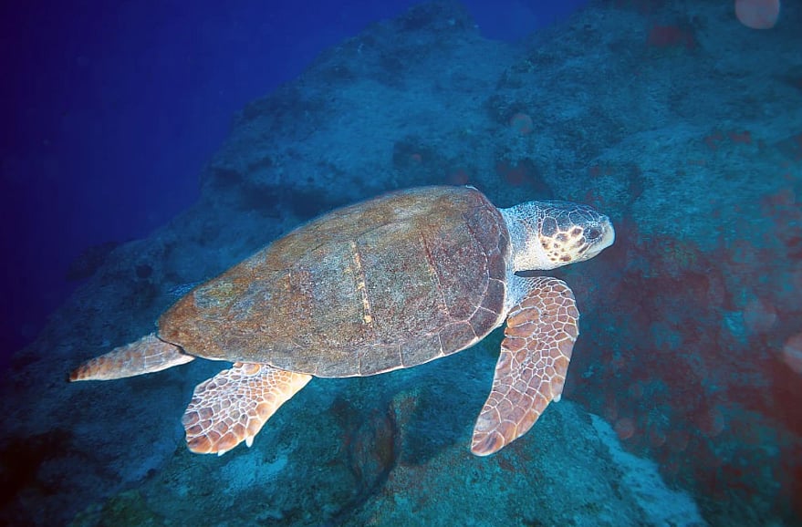 Getty Images : Sea Turtle