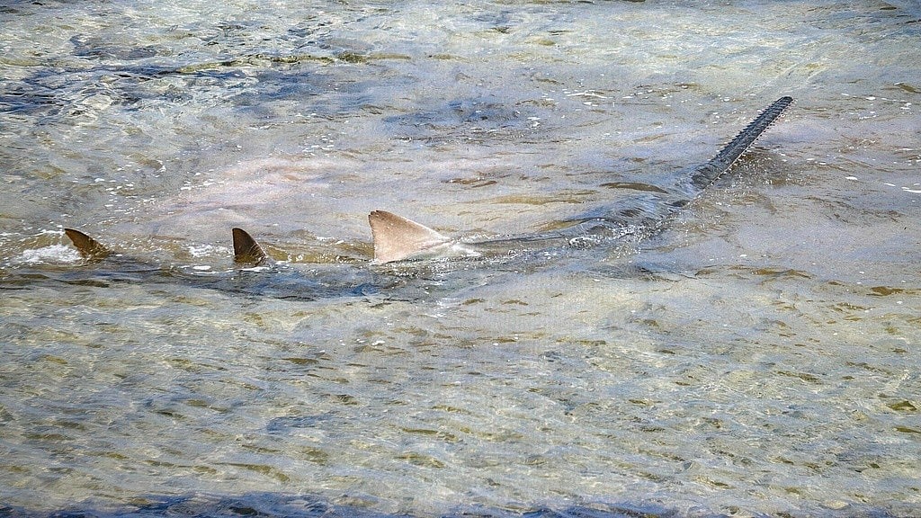 AP : This photo provided by Mote Marine Lab shows a sawfish in the Lower Keys Florida on April 5, 2024. 