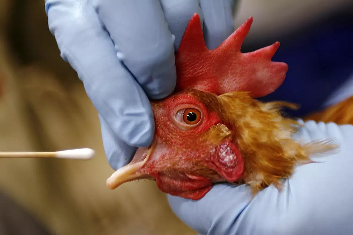 Bird Flu test being performed on chicken |  - AP
