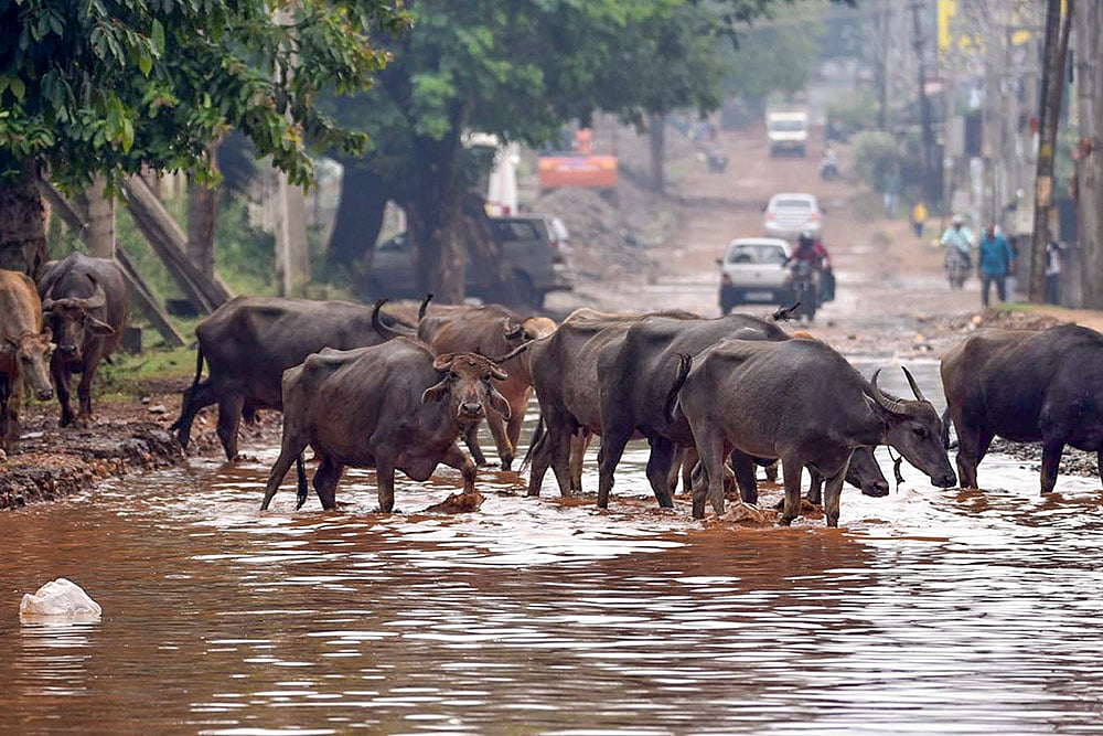 Weather: Heavy rainfall in Chikmagalur