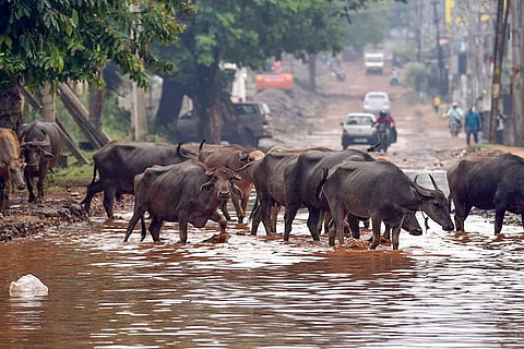 Weather: Heavy rainfall in Chikmagalur