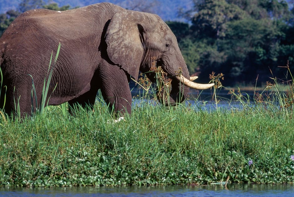 American Tourist Killed In Elephant Attack In Zambia - Getty Images