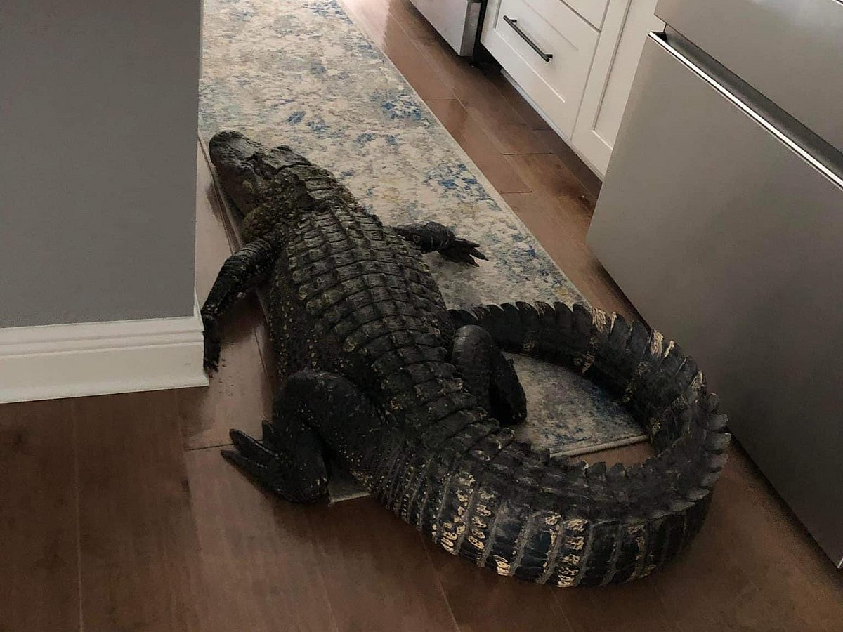 Mary Hollenback
 : 7 feet and 11 inches alligator
