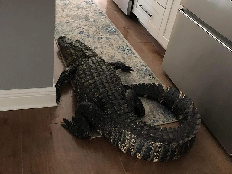 7 feet and 11 inches alligator - Mary Hollenback