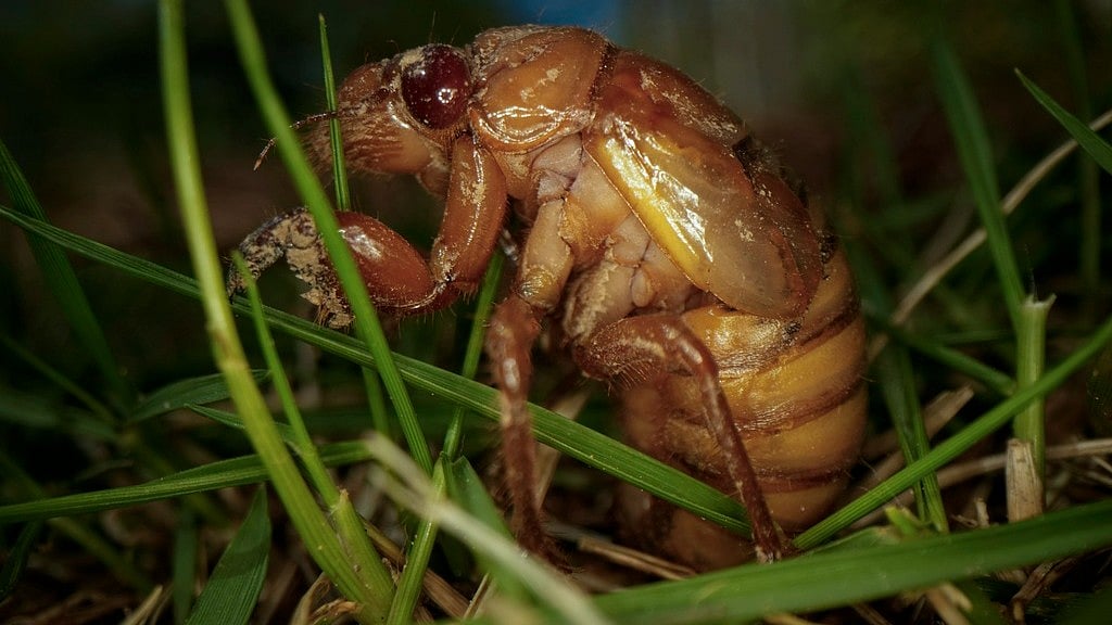 Trillions of cicadas are about to emerge in numbers not seen in decades and possibly centuries.  - AP