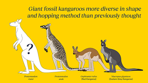 Graphic representative image of Kangaroo species.