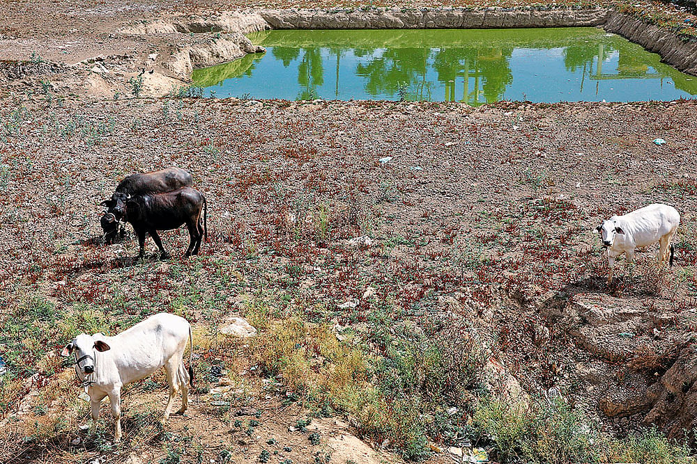representational image | - Photo: Suresh K. Pandey