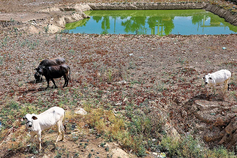 representational image | - Photo: Suresh K. Pandey