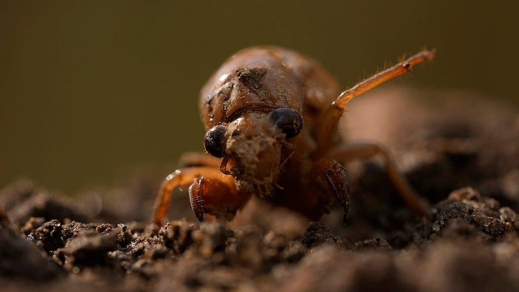 AP : A periodical cicada nymph extends a limb in Macon, Ga., on Wednesday, March 27, 2024, after being found while digging holes for rosebushes. 