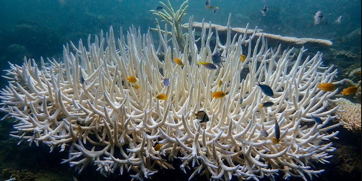 Coral reefs bleach in the Great Barrier Reef as scientists conduct in-water monitoring during marine heat in Martin Reef - Reuters 