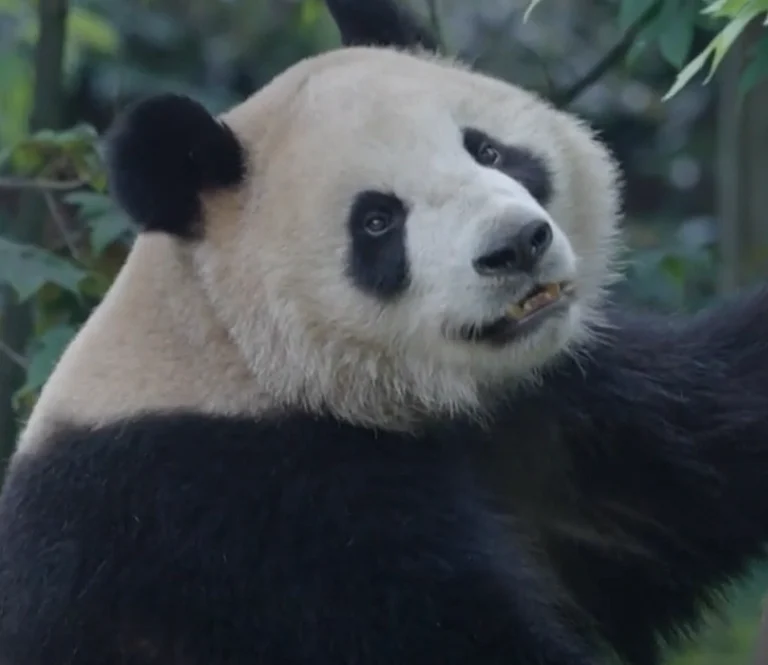 Yun Chuan and Xin Bao, to travel from China to San Diego zoo - AP