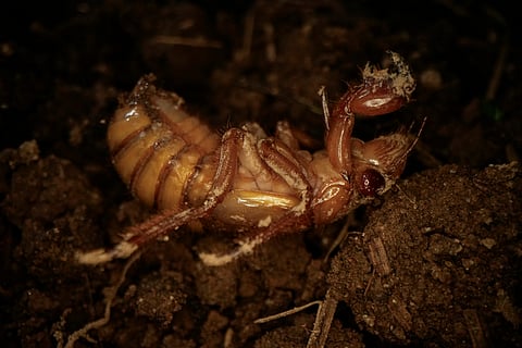 A periodical cicada nymph wiggles in the dirt in Macon, Ga., on Thursday, March 28, 2024, after being found while digging holes for rosebushes.