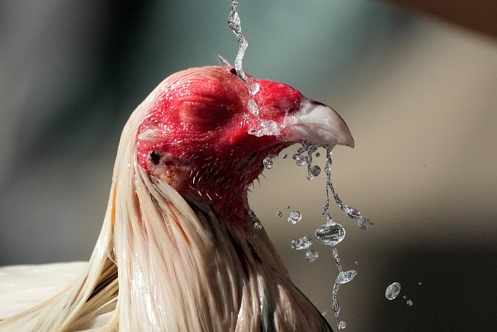 AP/Aaron Favila : A fighting cock closes his eyes as it receives a bath from his owner to cool him down during a hot morning in Quezon city, Philippines on April 2, 2024.