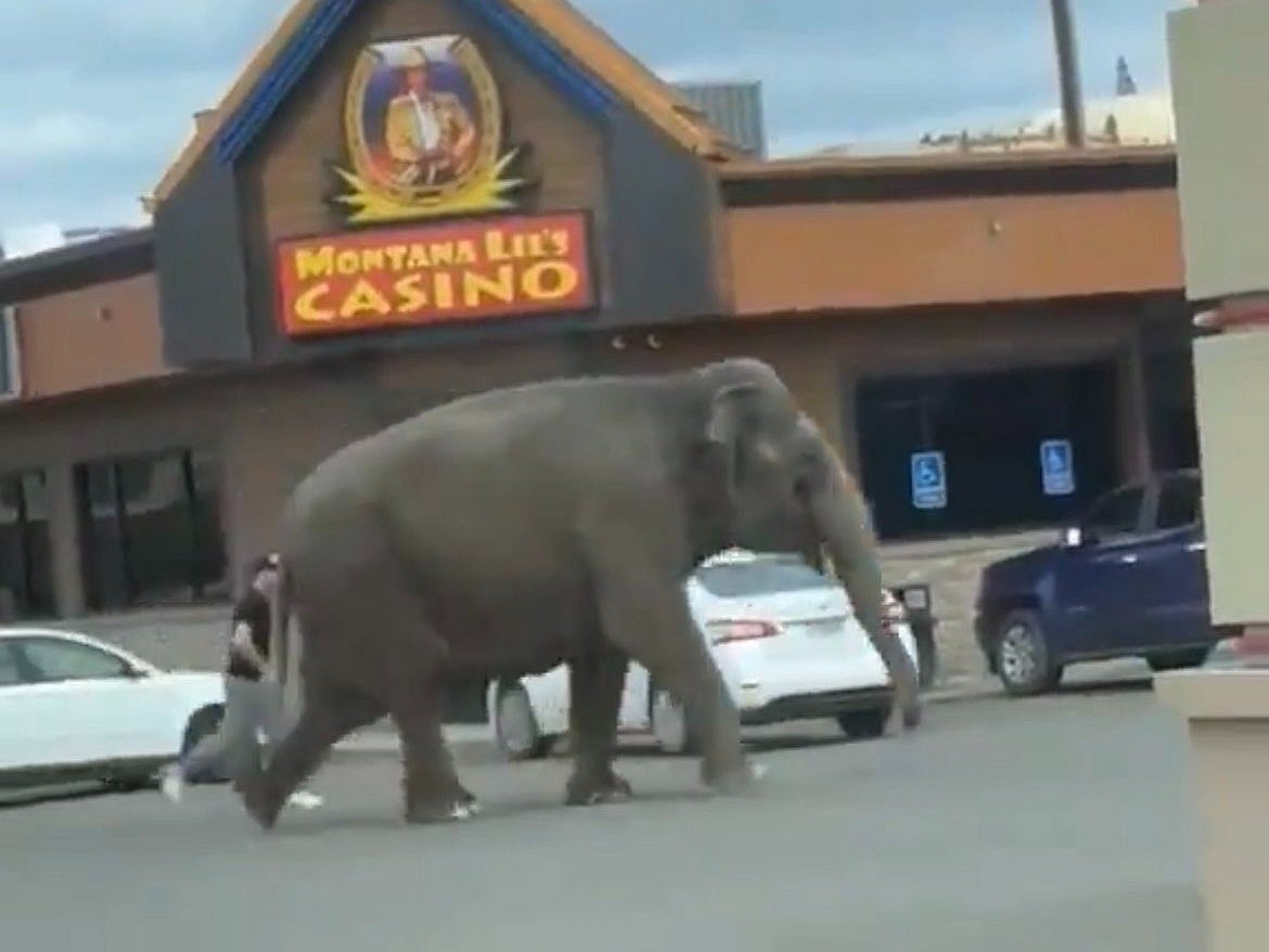 Viola, a circus elephant 