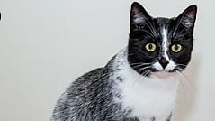 Animal Genetics