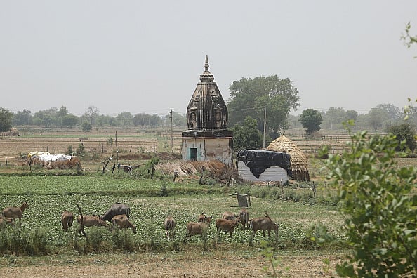 Getty Images : Stray cattle on farms (representative image)