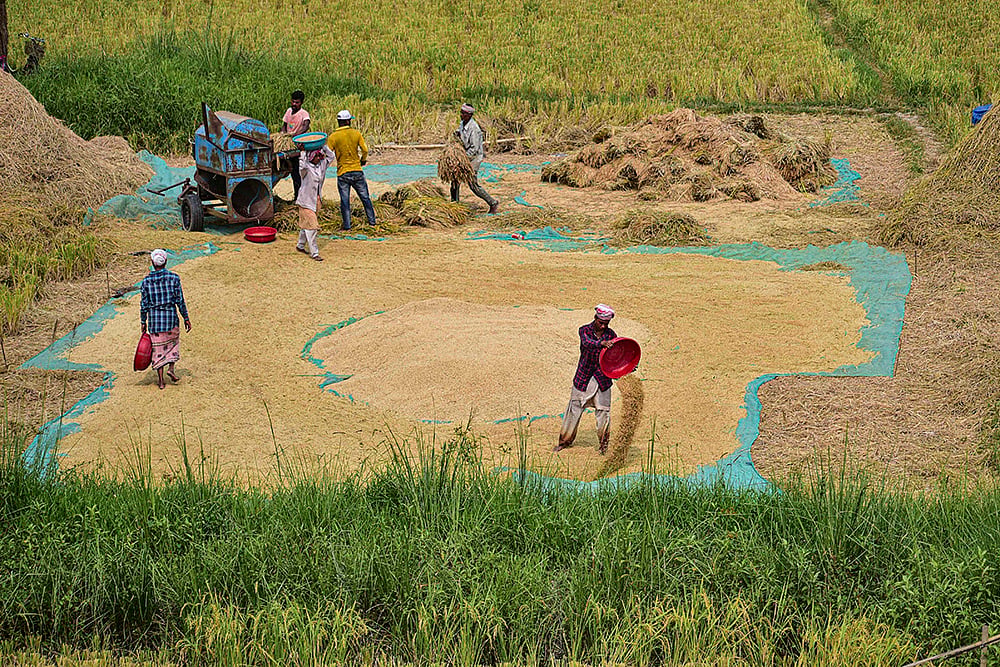 Paddy harvest in Morigaon