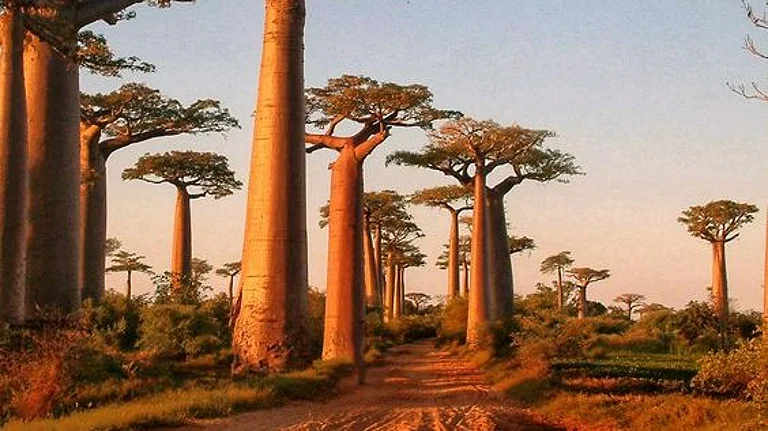Baobab Trees - Pinterest
